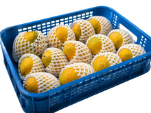 Load image into Gallery viewer, Mango Alphonso Box India
